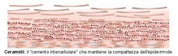 CERAMIDI ItaliaOK