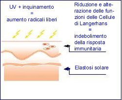 ELASTOSI ItaliaOK